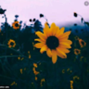 Meet your Posher, Mckenzie